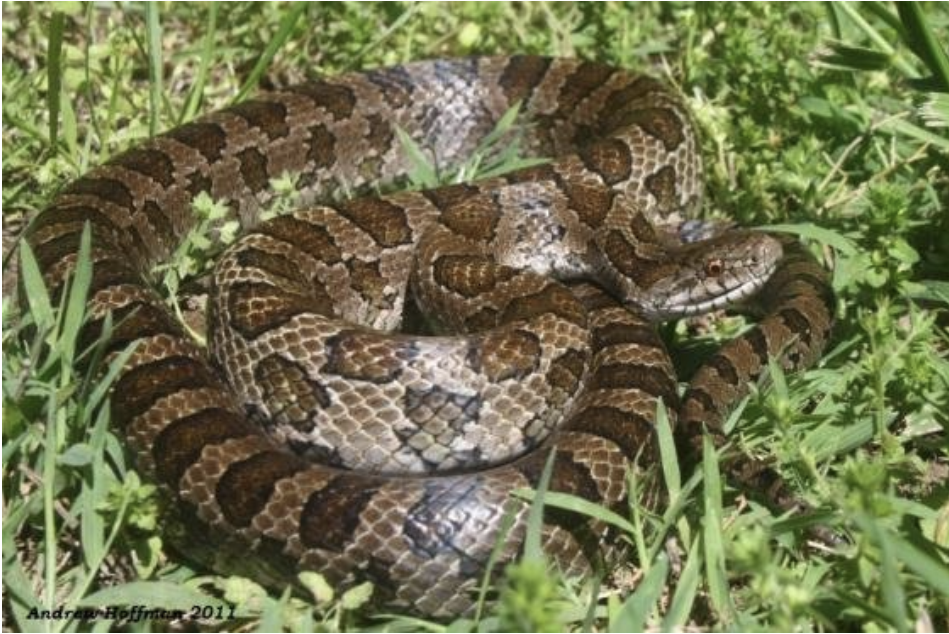 <p>Lampropeltis calligaster calligaster<br>prairie kingsnake<br>Colubridae</p>