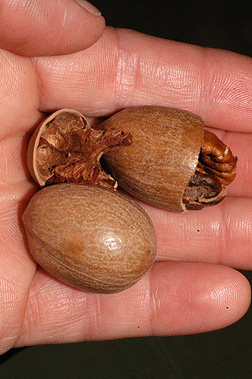 <p>Common Name</p>