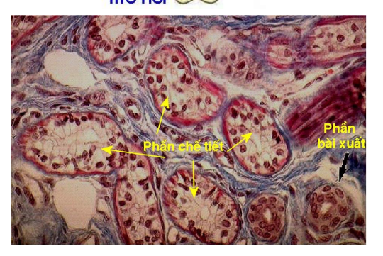 <p>-Tuyến ống đơn thẳng(tuyến lieberkuhn-dịch ruột)</p><p>-Tuyến ống chia nhánh(tuyến ống môn vị của dạ dày)</p><p>-Tuyến ống phức tạp(tuyến brunner của tá tràng-tiết nhầy)</p><p>-Tuyến ống cong queo(tuyến mồ hôi ở da)-biểu mô vuông đơn/kép gồm phần chế tiết(nhạt màu), phần bài xuất(đậm màu)</p>