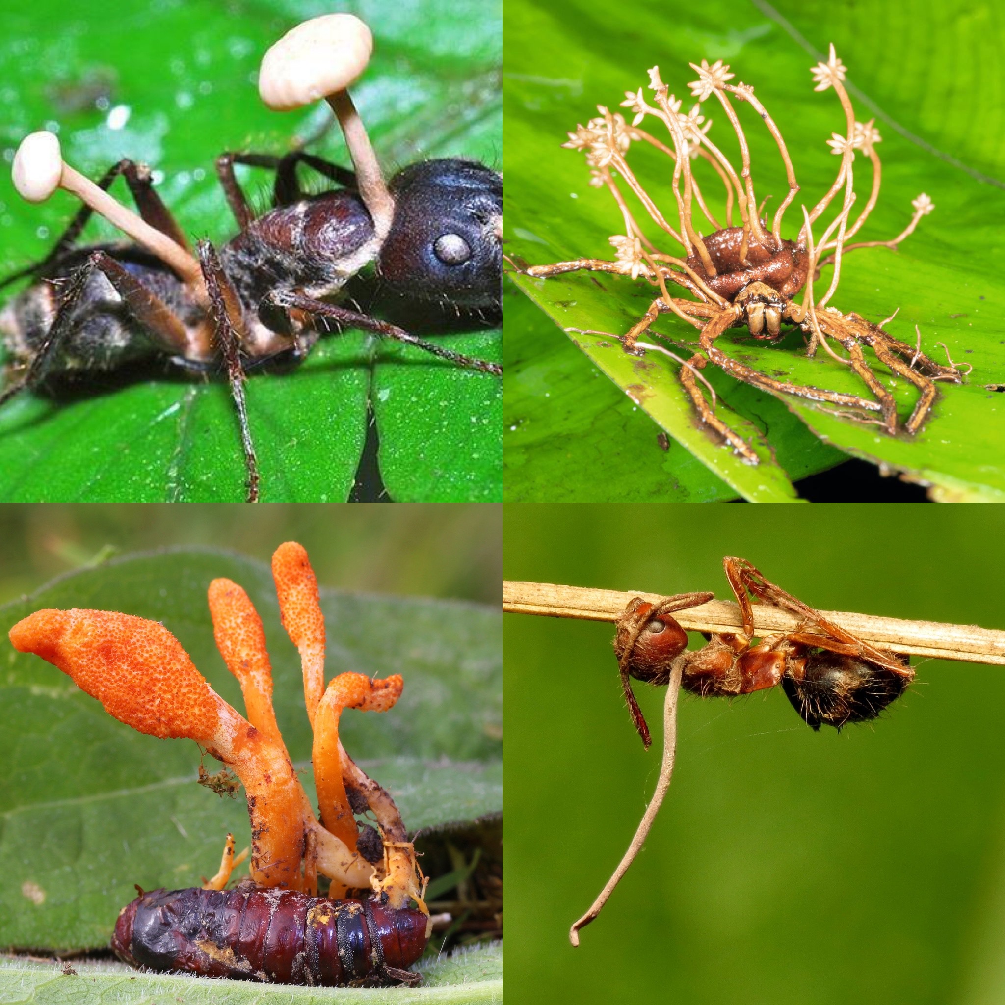 <p>What is the taxonomy of the thing that causes this?</p>