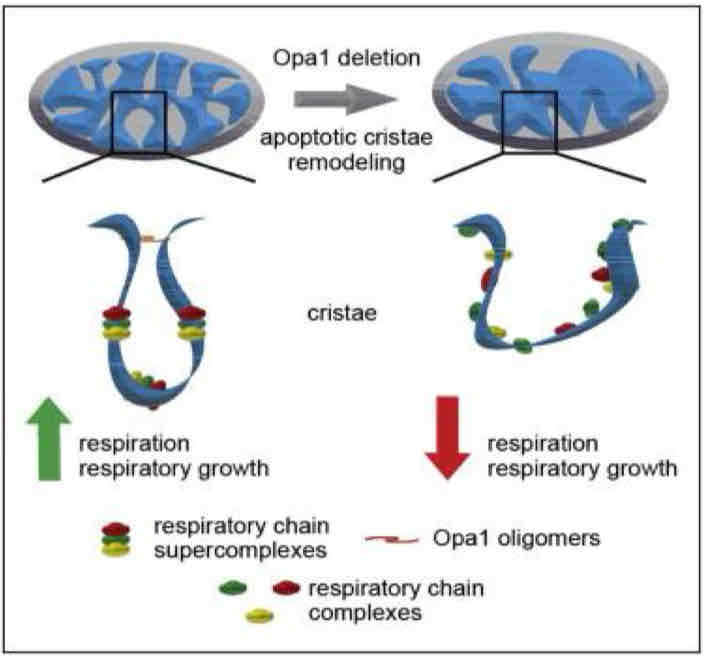 <ul><li><p>Disrupted when cristae junctions loosen</p></li><li><p>May facilitate ROS formation and cytochrome c release due to electron leakage</p></li></ul>