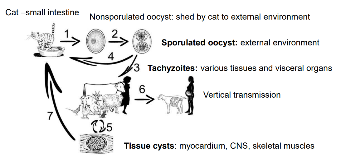 <p><strong>Toxoplasma gondii</strong></p><ol><li><p><strong>Definitive Hosts (Cats and Wild Felids)</strong>:</p><ul><li><p>In the intestines of cats and wild felids → <strong>schizogony (asexual reproduction)</strong> and <strong>gamogony (sexual reproduction)</strong>.</p></li><li><p>This results in the production of <strong>nonsporulated oocysts</strong>, which are shed in the feces into the environment.</p></li></ul></li><li><p><strong>Sporulation</strong>:</p><ul><li><p>Once in the environment, these oocysts undergo a process called <strong>sporulation</strong>, becoming <strong>sporulated oocysts</strong>, which are infectious.</p></li></ul></li><li><p><strong>Intermediate Hosts (Mammals and Birds)</strong>:</p><ul><li><p>ingest sporulated oocysts, the oocysts release <strong>tachyzoites</strong>.</p></li><li><p><strong>Tachyzoites</strong> rapidly invade various tissues, forming structures called <strong>pseudocysts</strong>.</p></li></ul></li><li><p><strong>Vertical (Transplacental) Transmission</strong>: (nr. 6 in picture)</p><ul><li><p>Tachyzoites can also be transmitted from an infected mother to her fetus through the placenta, leading to congenital infection.</p></li></ul></li><li><p><strong>Tissue Cysts (Bradyzoites)</strong> (nr. 5 in the picture). </p><ul><li><p>In the tissues of intermediate hosts, tachyzoites eventually transform into <strong>bradyzoites</strong>, which form <strong>tissue cysts</strong>.</p></li><li><p>These cysts can reside in muscles, the myocardium (heart muscle), and the central nervous system (CNS). → can be eaten by cat/wild felids → life cycle continues. (nr. 7 in picture). </p></li></ul></li></ol><p></p>