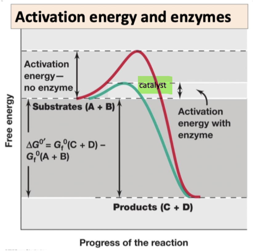 Enzymes 