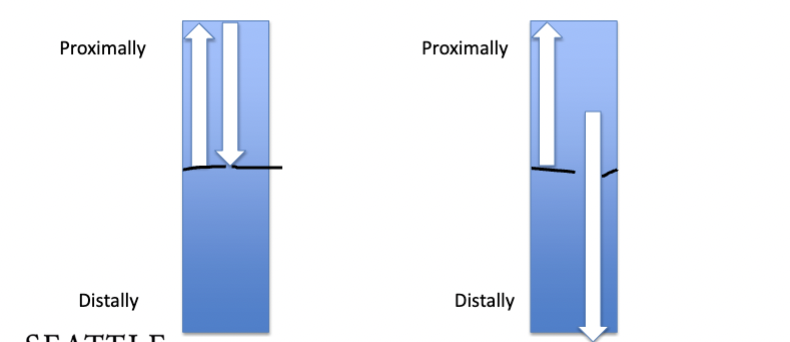 <p>Which image shows a competent venous valve, how do you know? </p>