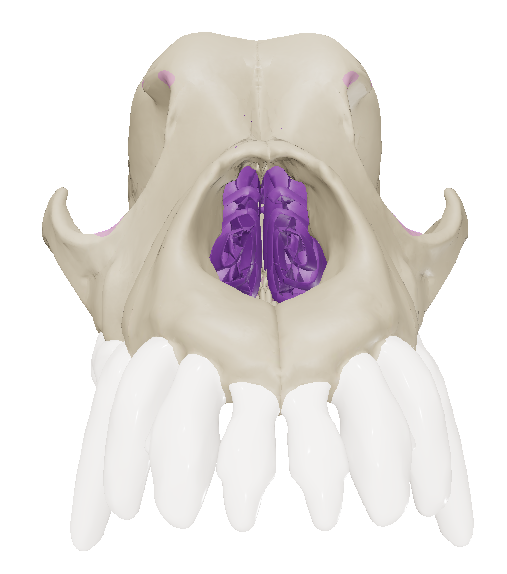 <p>unpaired bone, forms the rostral wall of the cranial cavity.</p>