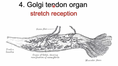 <p>A stretch reception found in the TMJ ligament</p>