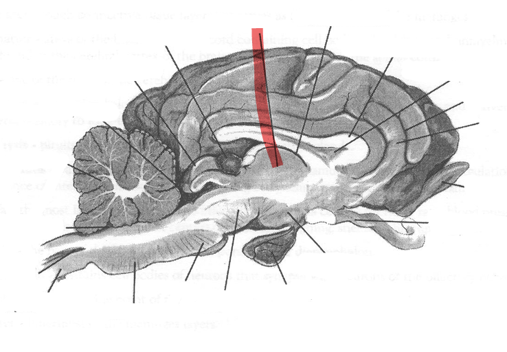 <p>Identify highlighted arrow</p>