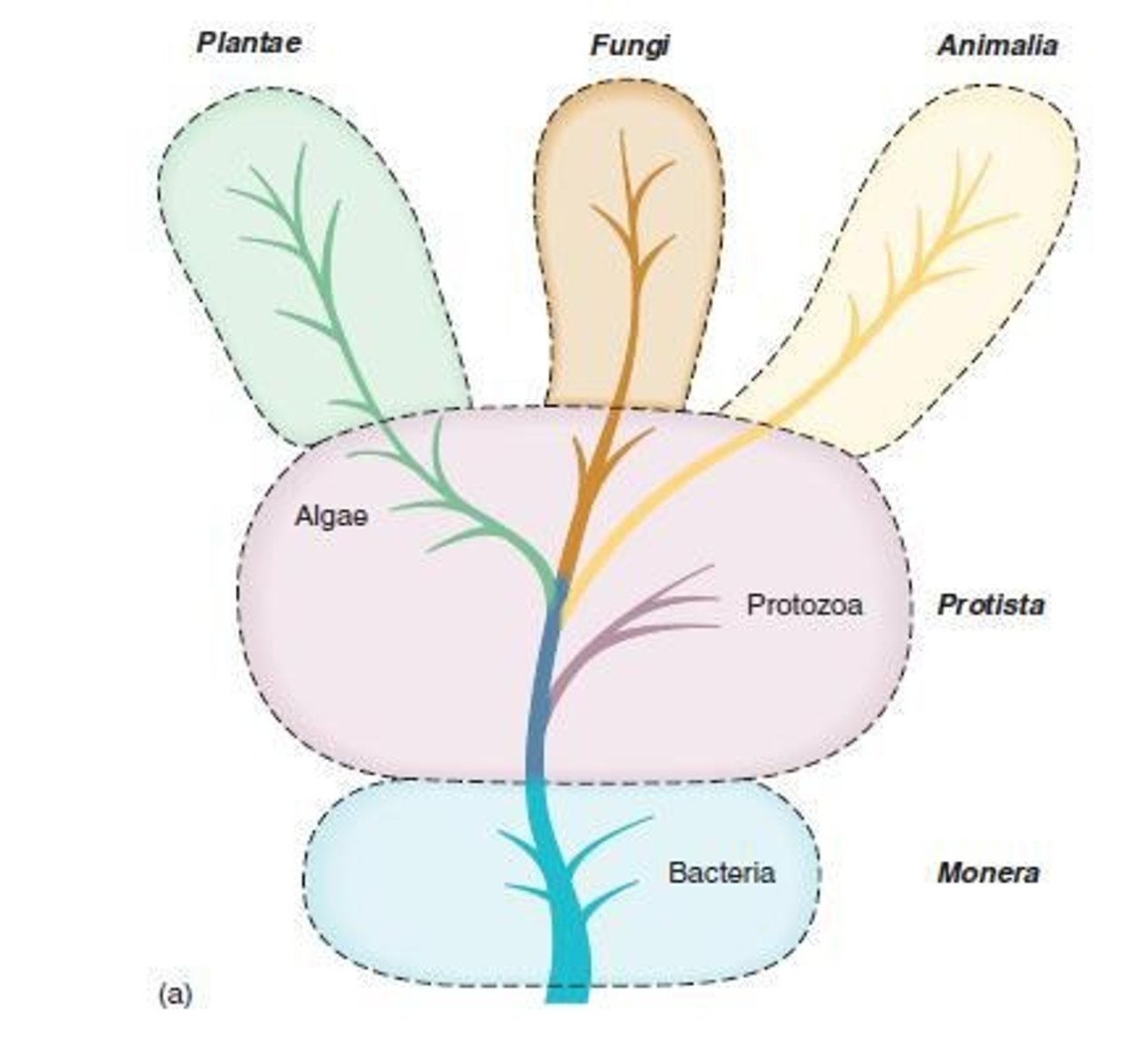 <p>Five-Kingdom Tree proposed adding another Kingdom (Fungi)</p>