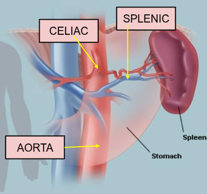 <p>Spleen functions</p>