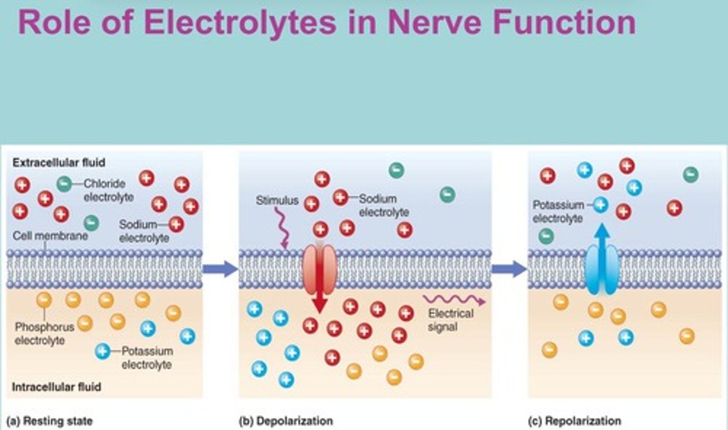 <p>A mechanism that maintains charge across cell membranes by moving sodium and potassium ions.</p>