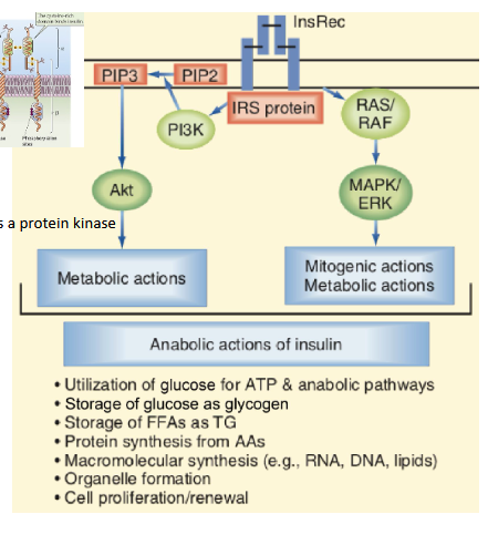 <p><strong><em><u>PI3K–Akt pathway (Anabolic effects):</u></em></strong></p><ul><li><p>Initiated by PI3K-mediated phosphorylation</p></li><li><p>Promotes metabolic and <mark data-color="yellow" style="background-color: yellow; color: inherit;">anabolic processes</mark></p></li><li><p>Essential for glucose uptake via <mark data-color="yellow" style="background-color: yellow; color: inherit;">GLUT4</mark></p></li></ul><div data-type="horizontalRule"><hr></div><p><strong><em><u>RAS–MAPK pathway (Growth-promoting Effects):</u></em></strong></p><ul><li><p>Regulates transcription factors</p></li><li><p>Controls cell growth, differentiation, and survival</p></li><li><p>Supports<mark data-color="yellow" style="background-color: yellow; color: inherit;"> anti-apoptotic signals and membrane transport</mark> of ions and amino acids</p></li></ul><p></p>