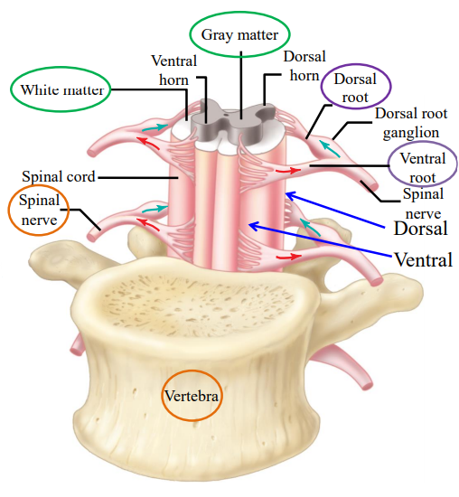<ul><li><p>When afferent and efferent neurons innervate a muscle, they are separated around the muscle.</p></li><li><p>As they travel toward the CNS, they intertwine (bundle) and travel within a mixed peripheral or spinal nerve.</p></li><li><p>Before entering the spinal cord, they split: afferent fibers enter dorsally, while efferent fibers exit ventrally.</p></li><li><p>Information goes in via afferent fibers to the CNS and leaves the CNS via efferent fibers.</p></li></ul><p></p>