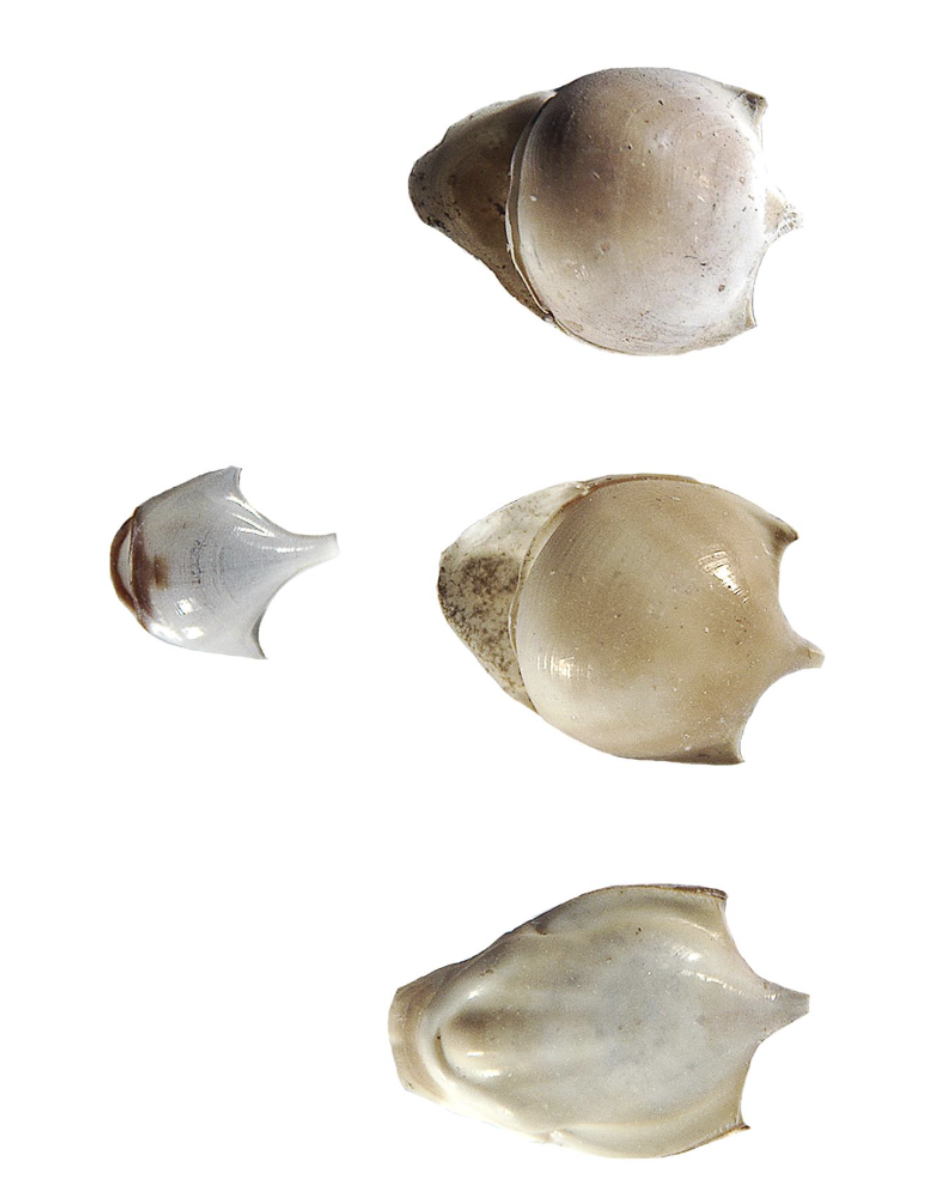 <p>What phylum, class, subclass, and order is this organism? What habitat and feeding corresponds to them?</p>
