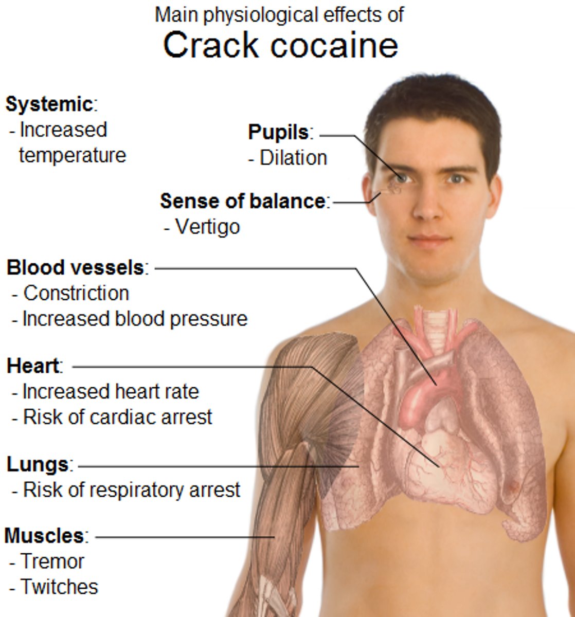 <p>Cocaine will cause a person to have a sense of euphoria or pleasure as well as the enhanced sympathetic effects and energy.</p><p>Amphetamines mimic the sympathetic nervous system stimulation and hence affect overall energy levels.</p><p>Other sympathetic nervous system effects = high blood pressure, high heart rate</p><p>The adverse effects of cocaine include: headaches, abdominal pain and nausea, loss of the sense of smell, nosebleeds, and increased body temperature, heart rate, and blood pressure.</p><p>Cocaine users can also experience acute cardiovascular or cerebrovascular emergencies, such as a heart attack or stroke, which may cause sudden death.</p><p>Cocaine-related deaths are often a result of cardiac arrest or seizure followed by respiratory arrest.</p>