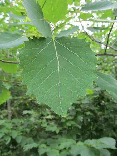 (Populus grandidentata)