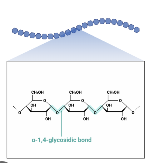 <p>What type of polysaccharide is this ?</p>