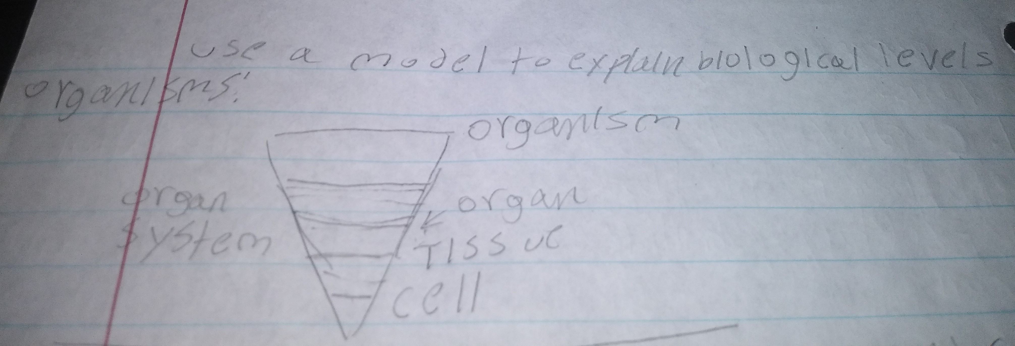 <p>Cells, tissue, organs, organ systems, organism</p>