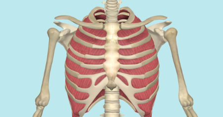 <p>What are the origin and insertion points of the external intercostals? What is their action?</p>