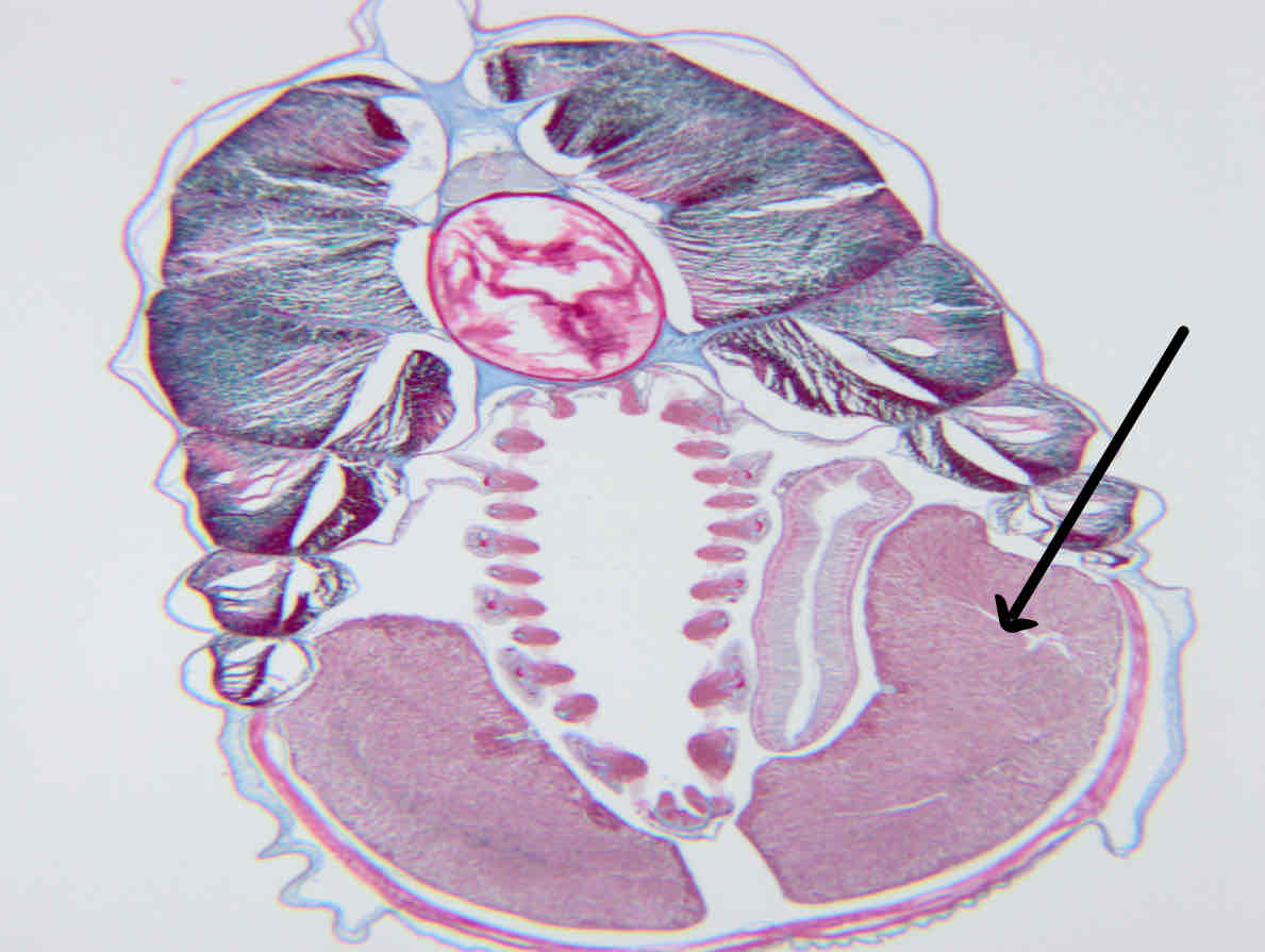 term image