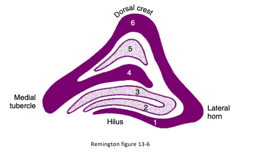 <p>Lateral Geniculate Nucleus</p>