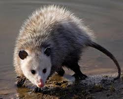 <p>Didelphis virginiana</p>