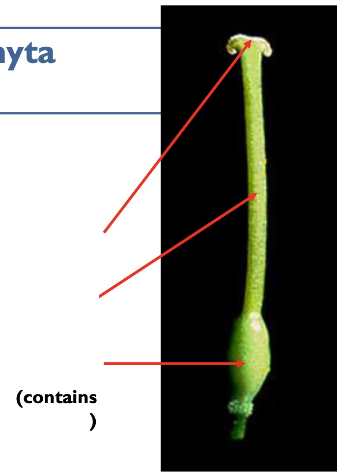 <p>Identify the whorl and label the structures.</p>