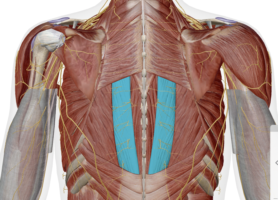 <p>Longissimus (intermediate)  group</p>