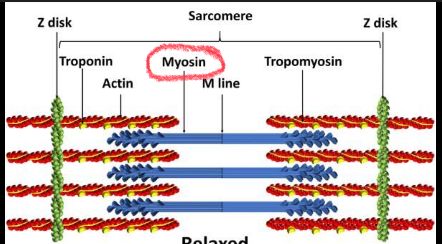 <p>Protein in a muscle fiber that forms the <strong>thick filaments </strong>and pulls on actin to help muscle fibers contract</p>