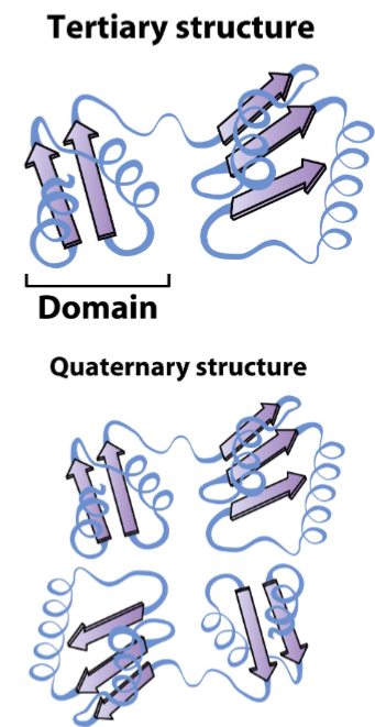 <ul><li><p>secondary structures come together to form stable, 3D tertiary structures called motifs/larger domains linked by flexible linker segments</p></li><li><p>domains may function independently of the rest of the protein</p></li><li><p>ligands may assist by bringing distinct regions together</p></li><li><p>disulfide bonds can stabilize both tertiary and quaternary structures</p></li><li><p>quaternary structure involves arrangement of multiple subunits of distinct polypeptide chains</p></li><li><p>tertiary structure is final lvl if only 1 polypeptide chain</p></li></ul>