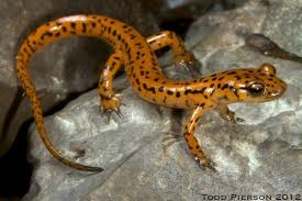 <p>cave salamander<br>- tail longer than body<br>- orange/red with black speckling </p>