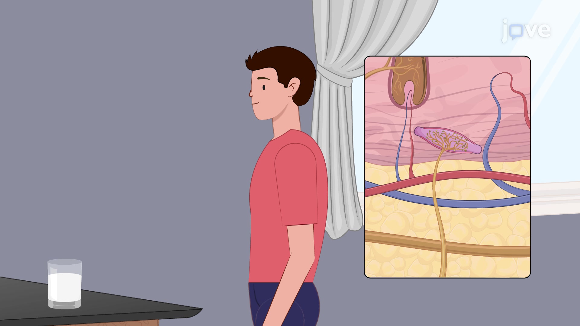 <p>What is one function of the skin?</p>