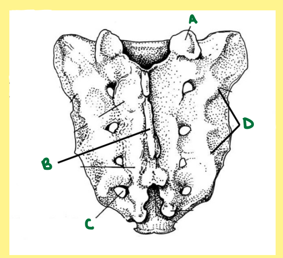 <p><u>Name the following</u>:</p><ul><li><p>Bone?</p></li><li><p>Side?</p></li><li><p>View?</p></li><li><p>Specific Surface? (if applicable)</p></li><li><p>C?</p></li></ul><p></p>