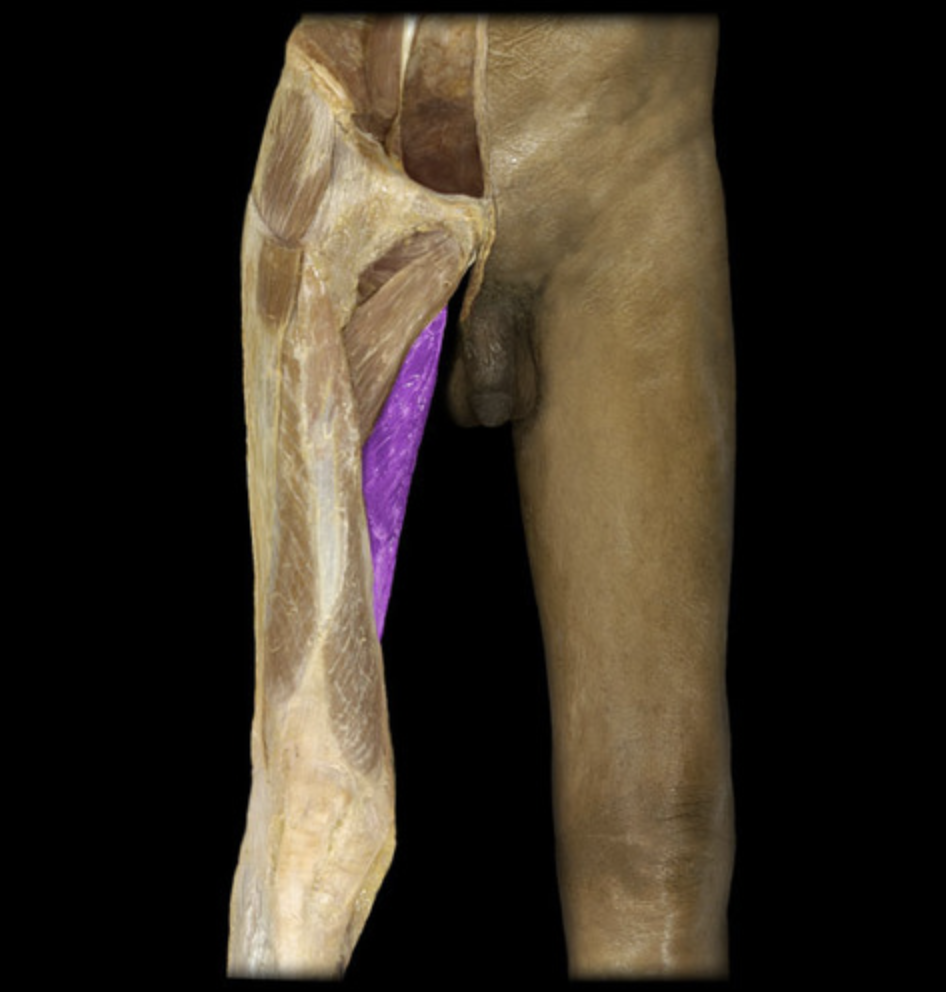 <p><em>table 5, 7, deepest muscle next to gracilis</em></p>