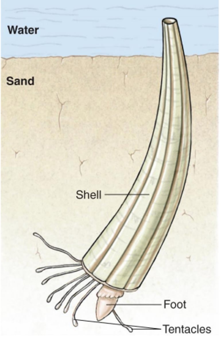 <p>m.c.: sedentary and slender</p><p>- tubular shell opened at both ends due to mantle being wrapped around viscera</p>