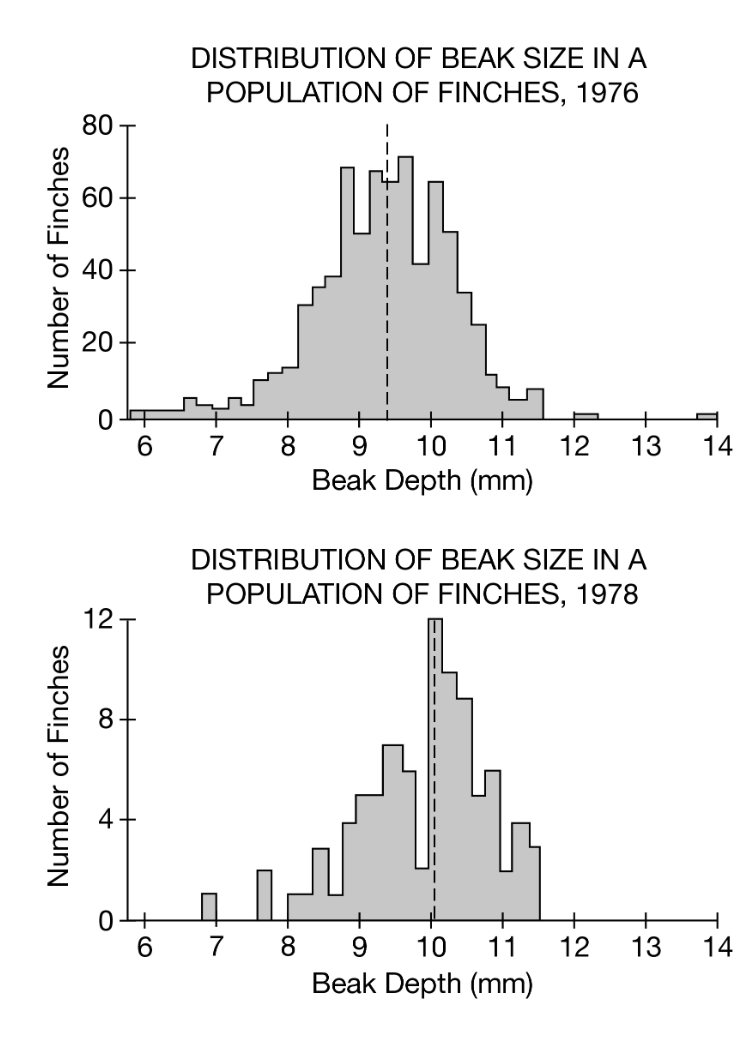 <p>The graphs above show the population size and distribution of beak sizes in a finch population on the island of Daphne Major in the Galapagos in 1976 and 1978. Smaller-beaked finches are better suited for eating grasses and small seeds. Larger-beaked finches are better suited for cracking larger seeds and nuts. In 1977 a drought took place and the vegetation of the island was affected by the lack of rain.</p><p>Which of the following was the number of finches in the population with a beak size of 10.2 mm in 1978?</p>