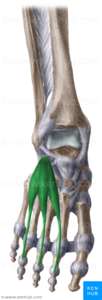 <p>Tendons of extensor digitorum longus muscle of digits 2-4</p>