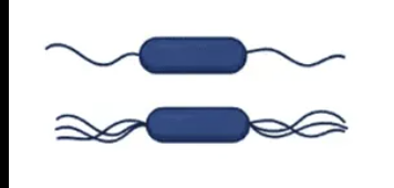 <p>What flagella arrangement is this?</p>