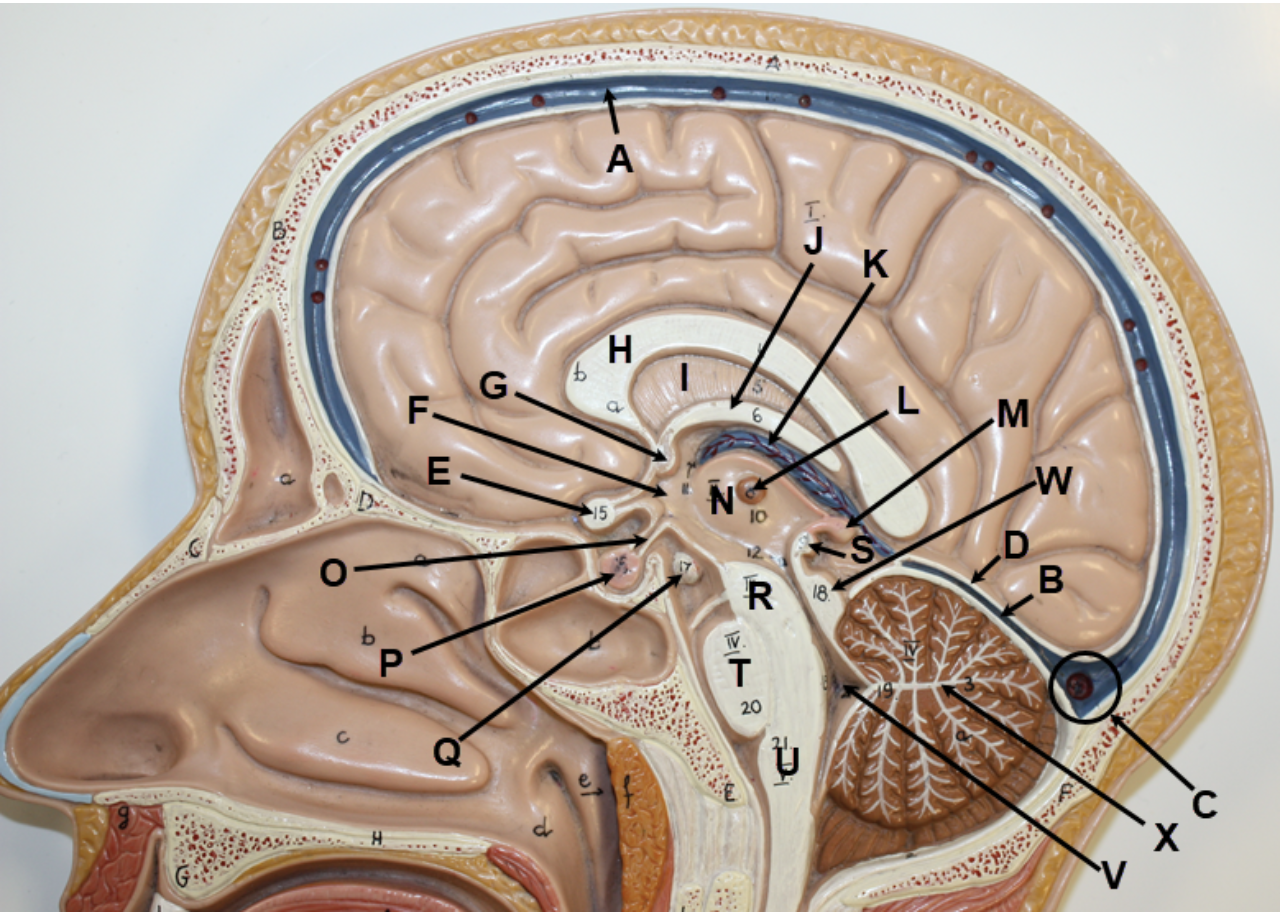 <p>In the image above, identify dural sinuses A-C, dural fold D, structures E-W, and white structure X. For Y, identify the specific brown structure that surrounds X.</p>