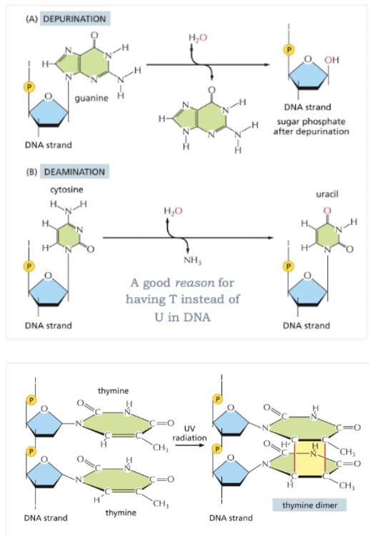 <ul><li><p>PURINE BASES ARE SPONTANEOUSLY LOST BY DEPURINATION</p></li><li><p>DEAMINATION IS THE SPONTANEOUS LOSS OF AMINO GROUPS FROM CYTOSINE, FORMING URACIL</p></li><li><p>UV RADIATION FROM THE SUN CAUSES THYMINE DIMER FORMATION </p></li></ul><p></p>