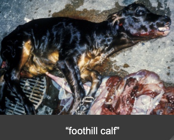 <p>petechial hemorrhages and <strong>enlarged LNs</strong>, enlarged liver, hemorrhage and <strong>enlarged thymus</strong></p><p>aborted calves have very high IgG</p>