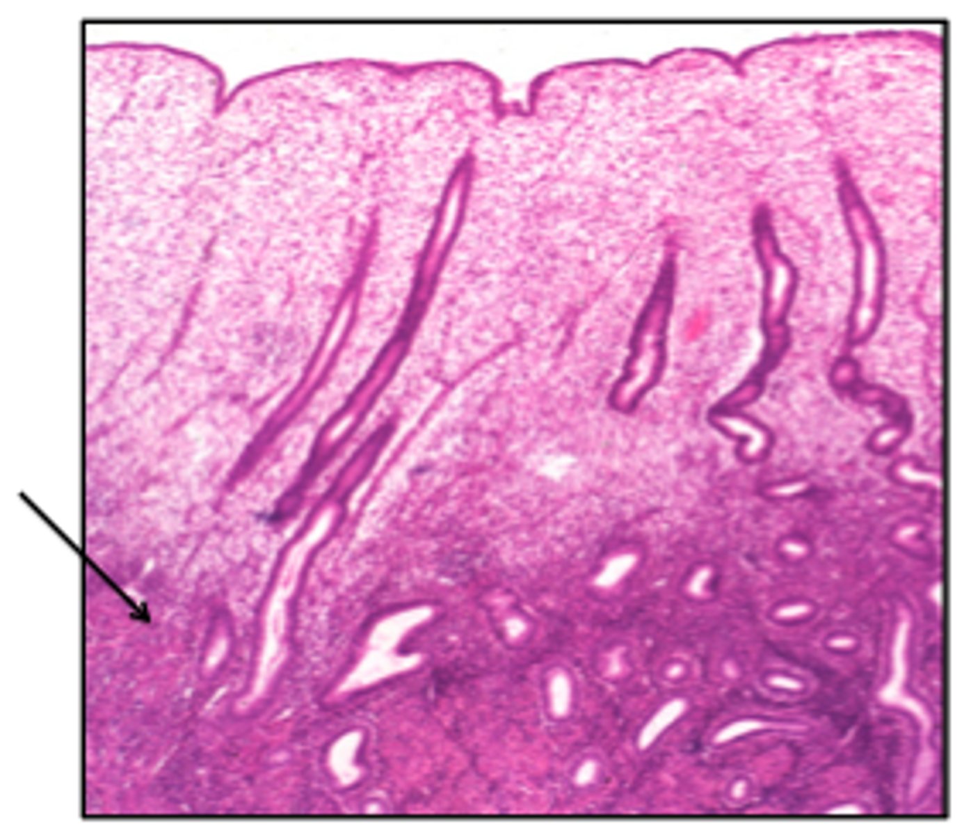 <p>forms a new functionalis after menstruation ends</p>