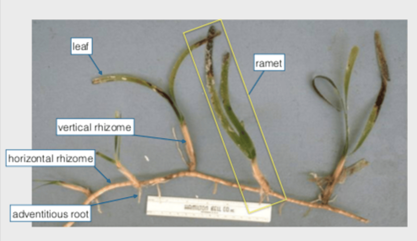 <p>1.)Cylindrical internodes separated by nodes<br>Rhizomes : Horizontal stems with long internodes<br>2.)Absorb nutrients &amp; interact with bacteria, bear root hairs<br>3.)Sheath : No chlorophyll &amp; protects<br>Blade : Chlorophyll &amp; photosynthesis</p>