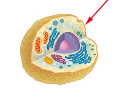 <p>-stick cells together to form tissues; regulates exchange of materials that go in and out of a cell; involved in intracellular communication; gives cell its shape</p><p><span>-made of proteins, lipids, &amp; carbohydrates; phospholipids are major components; semi-permeable membrane</span></p>