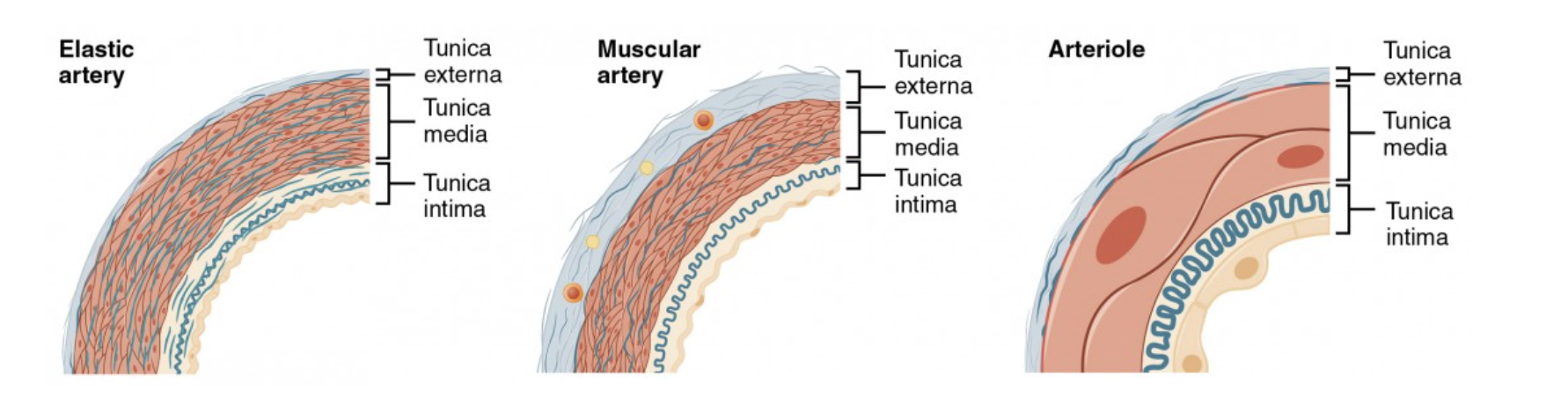 <p><strong><em>Based on size and function </em></strong></p><ol><li><p><strong>Elastic arteries </strong></p></li><li><p><strong>Msucular arteries </strong></p></li><li><p><strong>Arterioles </strong></p></li></ol><p></p>