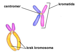 <ul><li><p>eden od dveh identičnih delov kromosoma, ki nastane po fazi S</p></li></ul><ul><li><p>½ kromosoma</p></li></ul><p></p>