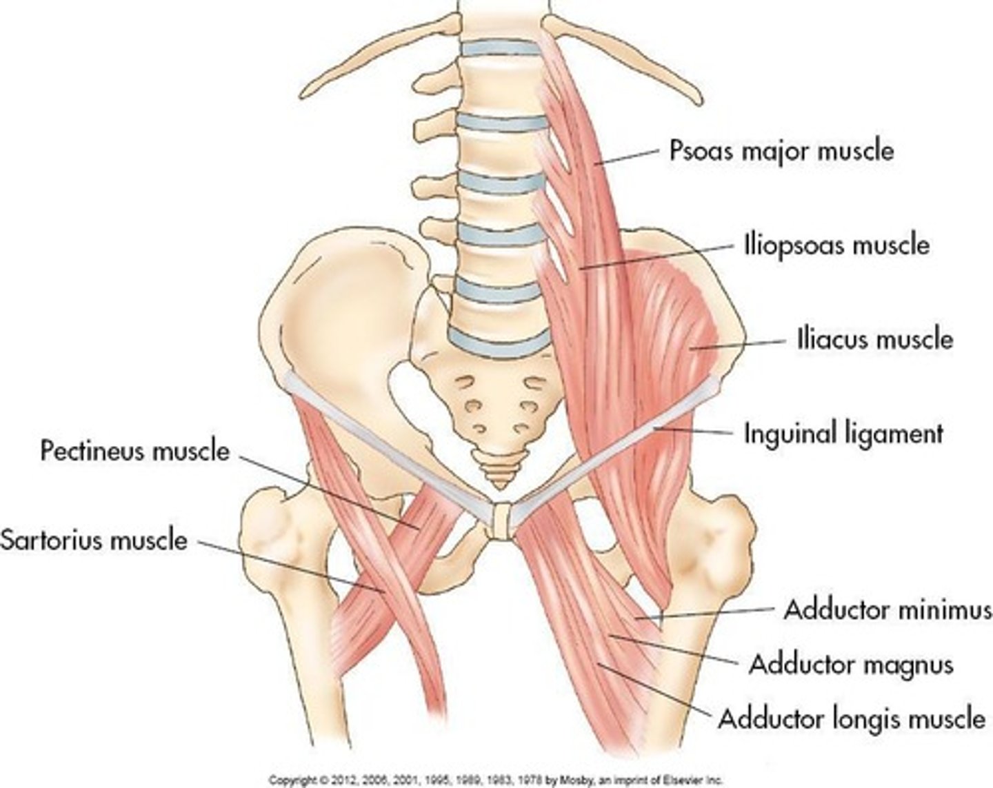 <p>A muscle located in the pelvic sidewall.</p>