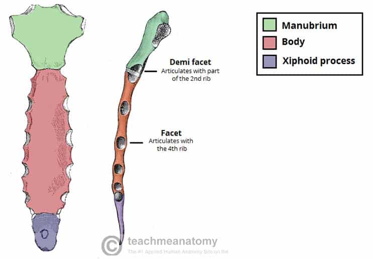 <p> lower part of the sternum </p>