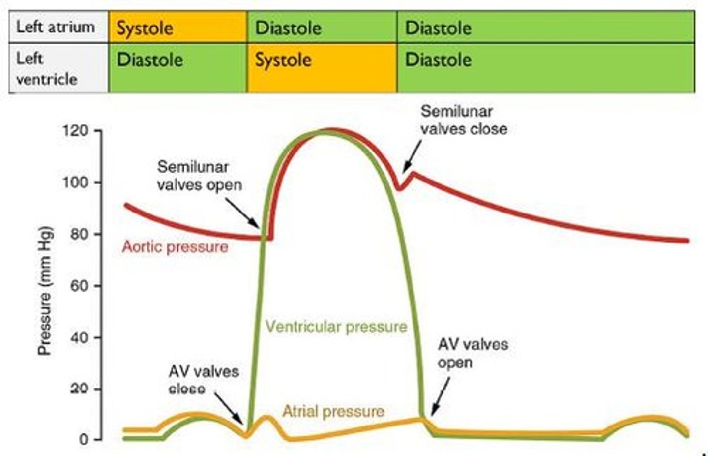 <p>Diastole, atrial systole, and ventricular systole.</p>