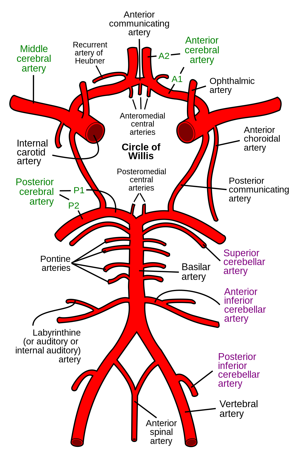 <p>Circle of Willis</p>