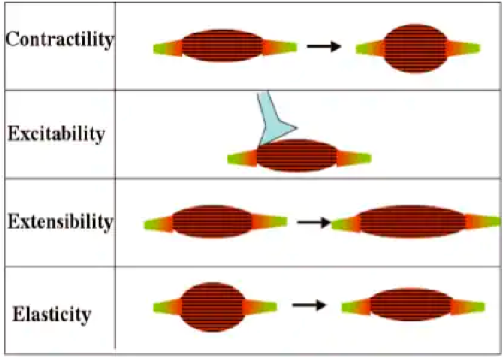<ul><li><p><strong>Excitabilidad</strong>: capacidad de un músculo de responder a un estímulo.</p></li><li><p><strong>Contractibilidad</strong>: habilidad de un músculo en encoger y generar fuerza.</p></li><li><p><strong>Extensibilidad</strong>: el músculo puede extenderse sin ser dañado.</p></li><li><p><strong>Elasticidad</strong>: el músculo puede extenderse y volver a su forma original.</p></li></ul><p></p>